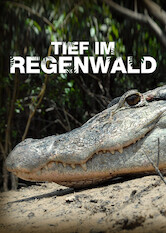 Poster: Tief im Regenwald